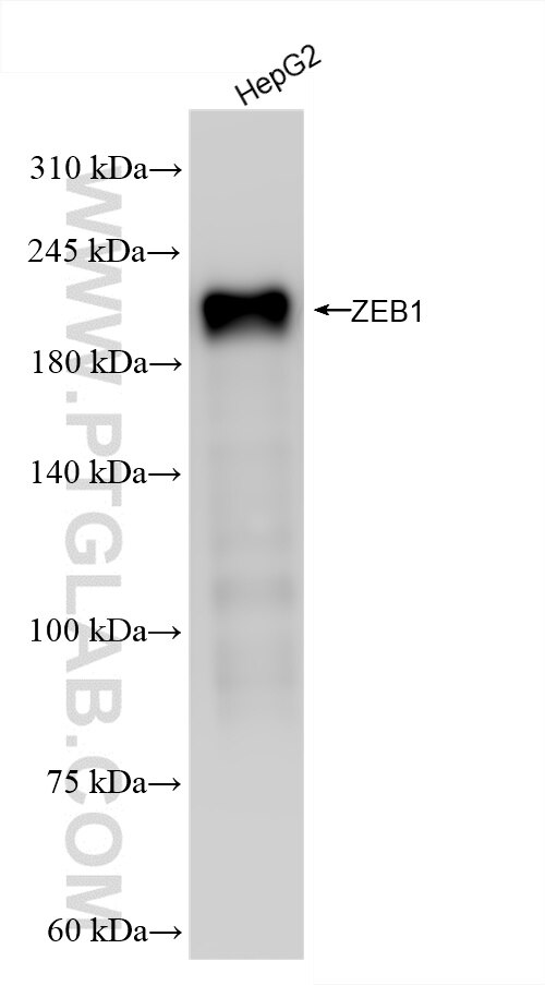 Western Blot (WB) analysis of HepG2 cells using ZEB1 Recombinant antibody (85729-1-RR)