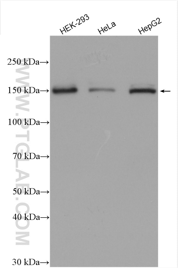 Western Blot (WB) analysis of various lysates using ZEB2 Polyclonal antibody (14026-1-AP)