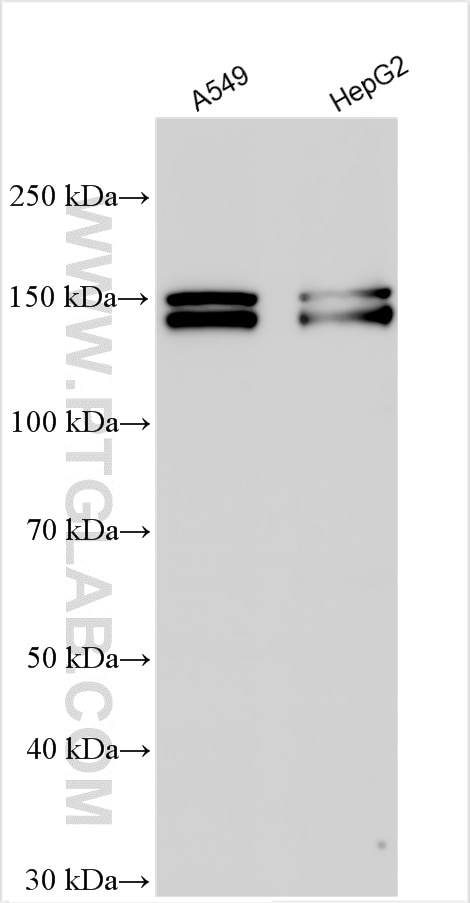 Western Blot (WB) analysis of various lysates using ZEB2 Polyclonal antibody (14026-1-AP)