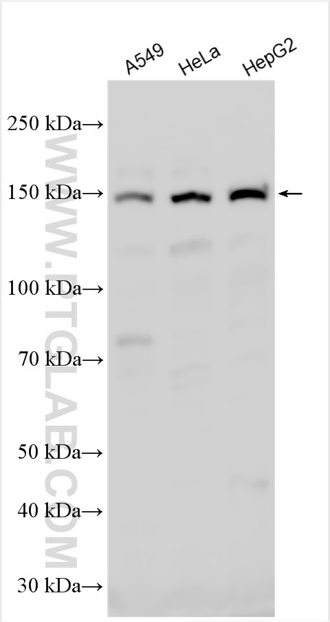 Western Blot (WB) analysis of various lysates using ZEB2 Polyclonal antibody (14026-1-AP)