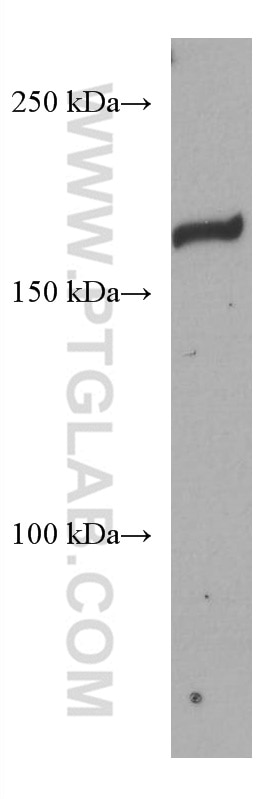 Western Blot (WB) analysis of NIH/3T3 cells using ZEB2 Monoclonal antibody (67514-1-Ig)