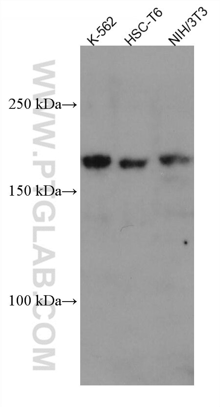 Western Blot (WB) analysis of various lysates using ZEB2 Monoclonal antibody (67514-1-Ig)