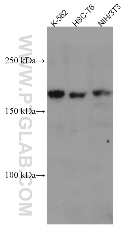 Western Blot (WB) analysis of various lysates using ZEB2 Monoclonal antibody (67514-1-Ig)