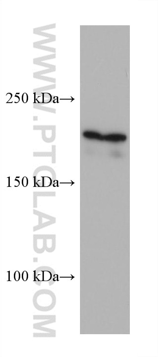 Western Blot (WB) analysis of HT-1080 cells using ZEB2 Monoclonal antibody (67514-1-Ig)