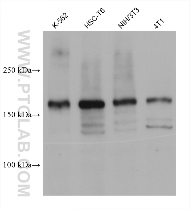 Western Blot (WB) analysis of various lysates using ZEB2 Monoclonal antibody (67514-1-Ig)