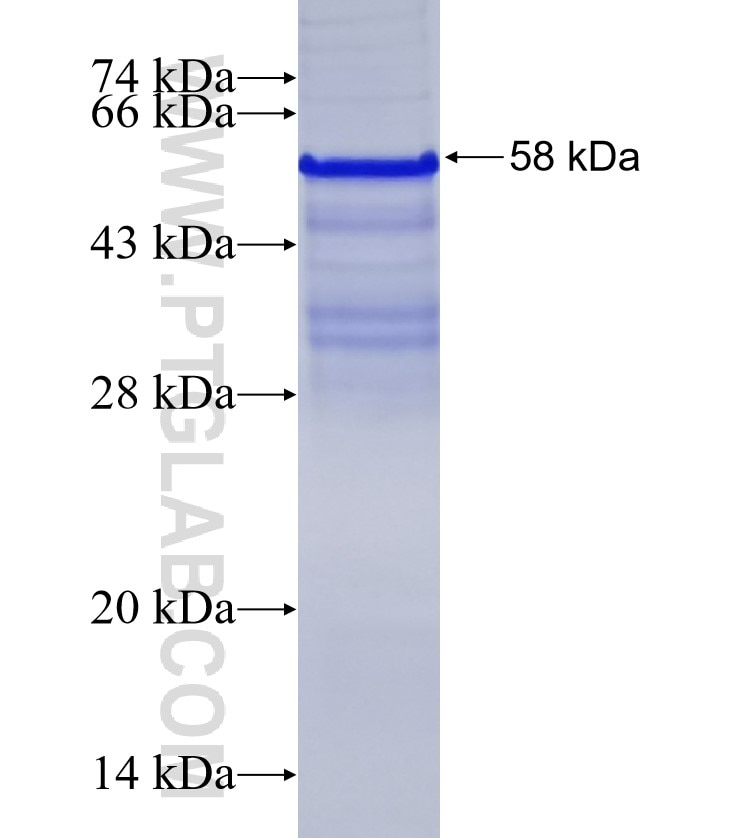 ZEB2 fusion protein Ag5171 SDS-PAGE
