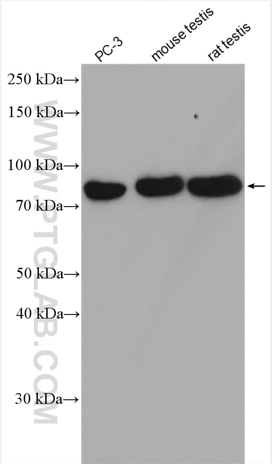 Western Blot (WB) analysis of various lysates using ZER1 Polyclonal antibody (16647-1-AP)