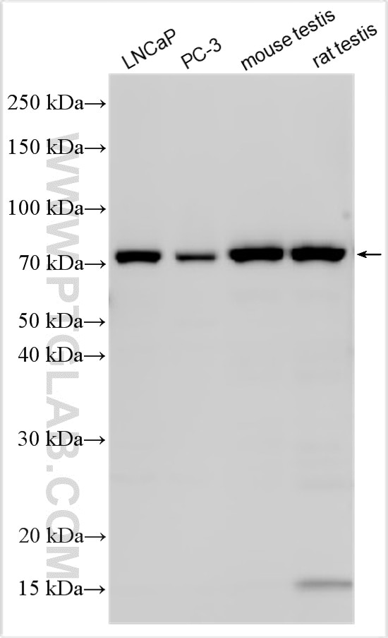 Western Blot (WB) analysis of various lysates using ZER1 Polyclonal antibody (16647-1-AP)