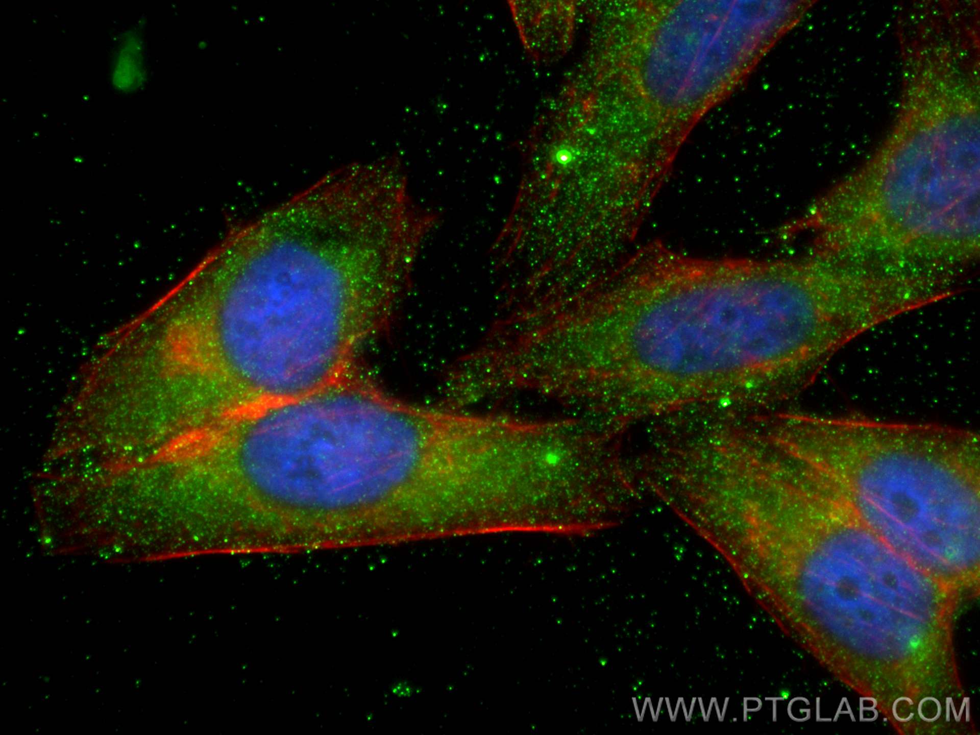 Immunofluorescence (IF) / fluorescent staining of HepG2 cells using ZER1 Monoclonal antibody (68258-1-Ig)