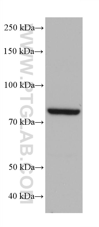 WB analysis of Jurkat using 68258-1-Ig