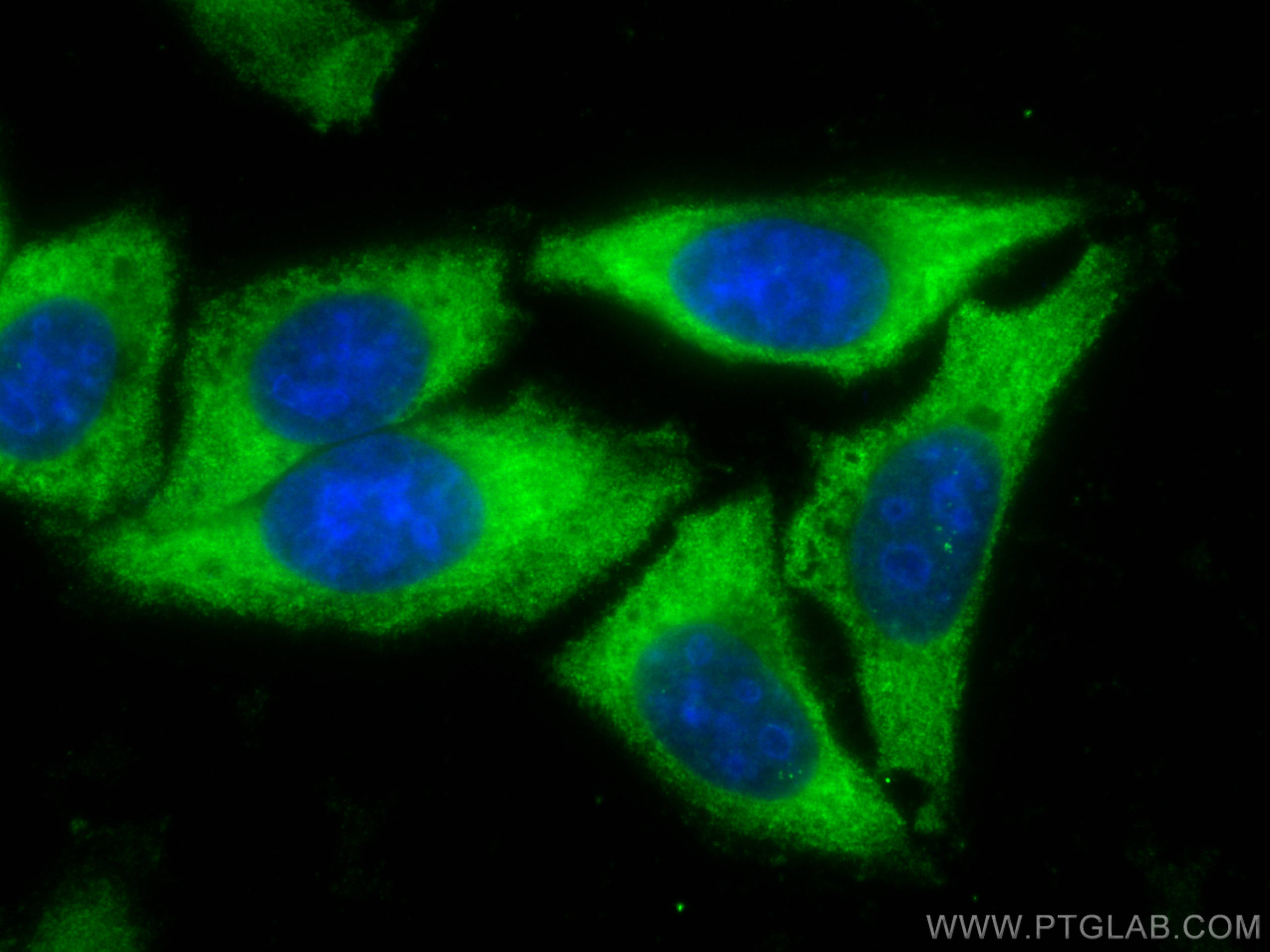 Immunofluorescence (IF) / fluorescent staining of HepG2 cells using CoraLite® Plus 488-conjugated ZER1 Monoclonal anti (CL488-68258)