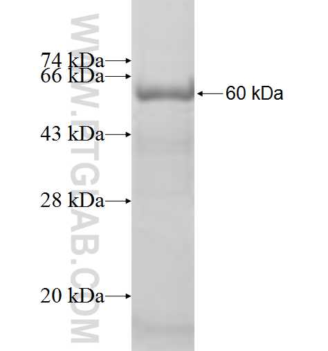 ZER1 fusion protein Ag10031 SDS-PAGE