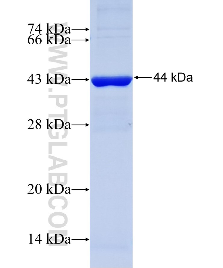 ZER1 fusion protein Ag10040 SDS-PAGE