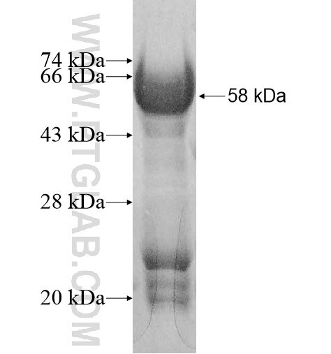 ZFAND3 fusion protein Ag11445 SDS-PAGE