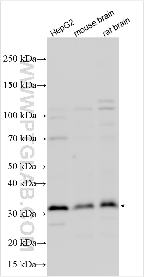 Western Blot (WB) analysis of various lysates using ZFAND5 Polyclonal antibody (25048-1-AP)
