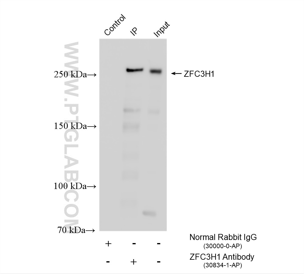 IP result of anti-ZFC3H1 (IP:30834-1-AP, 4ug; Detection:30834-1-AP 1:400) with DU 145 cells lysate 1360 ug. Immunoprecipitation (IP) experiment of DU 145 cells using ZFC3H1 Polyclonal antibody (30834-1-AP)