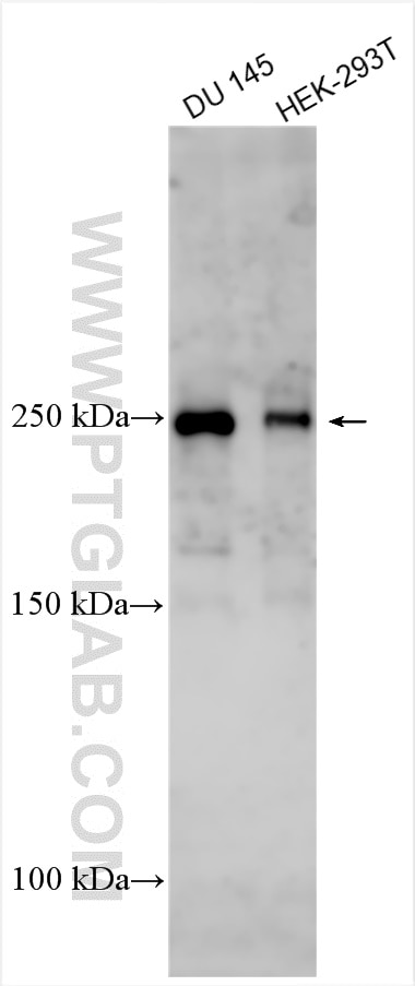 Western Blot (WB) analysis of various lysates using ZFC3H1 Polyclonal antibody (30834-1-AP)