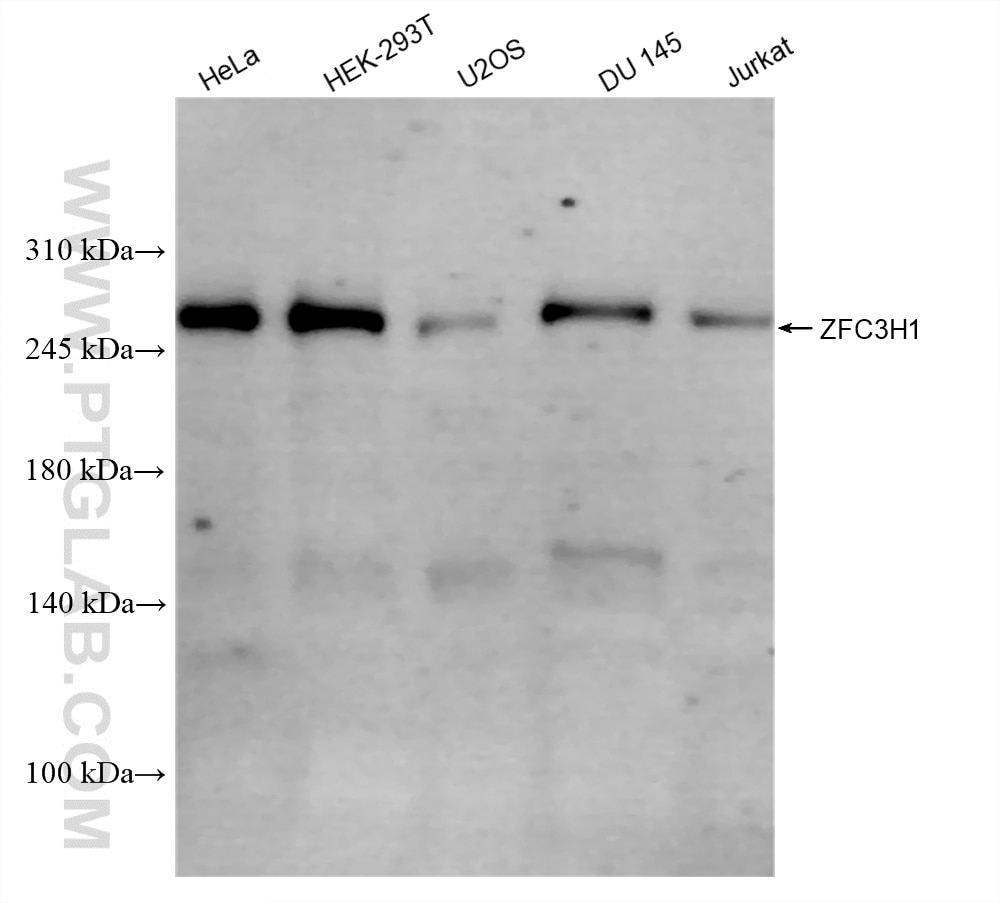 WB analysis using 86822-1-RR (same clone as 86822-1-PBS) Western Blot (WB) analysis of various lysates using ZFC3H1 Recombinant monoclonal antibody (86822-1-RR)