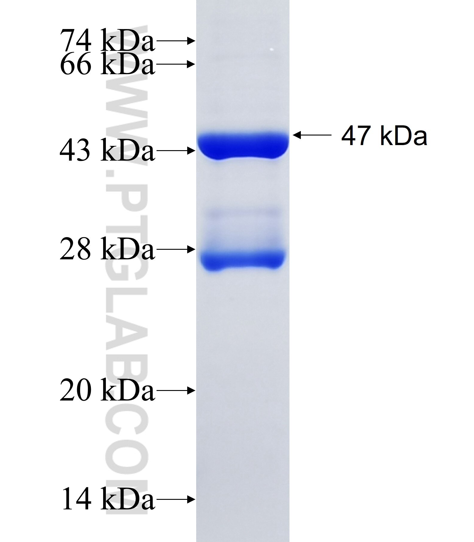 ZFC3H1 fusion protein Ag34224 SDS-PAGE