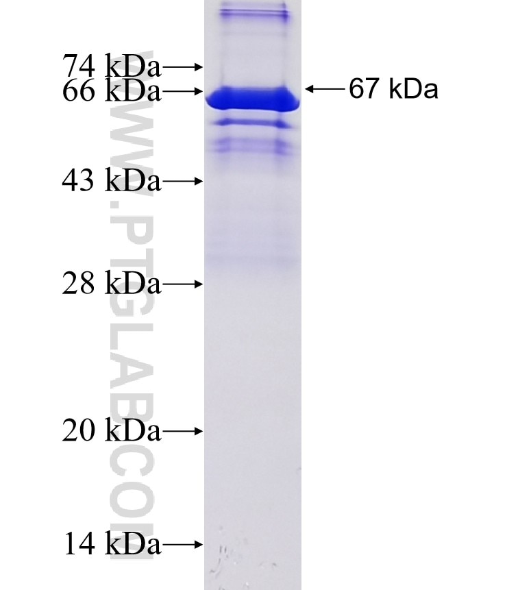 ZFHX3 fusion protein Ag14080 SDS-PAGE