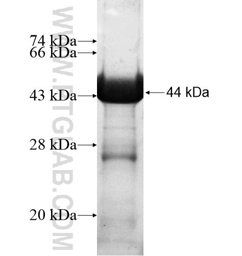 ZFHX3 fusion protein Ag15095 SDS-PAGE