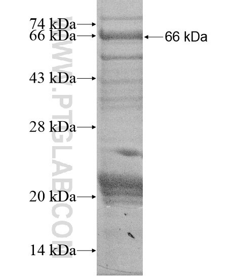 ZFP112 fusion protein Ag20109 SDS-PAGE