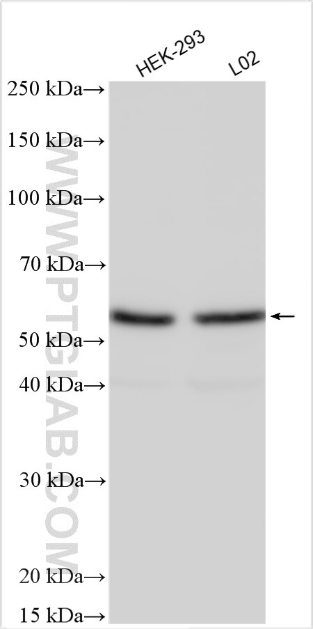 Western Blot (WB) analysis of various lysates using ZFP161 / ZBTB14 Polyclonal antibody (22056-1-AP)