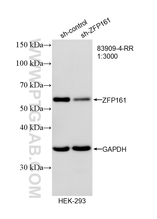Western Blot (WB) analysis of HEK-293 cells using ZFP161 / ZBTB14 Recombinant monoclonal antibody (83909-4-RR)