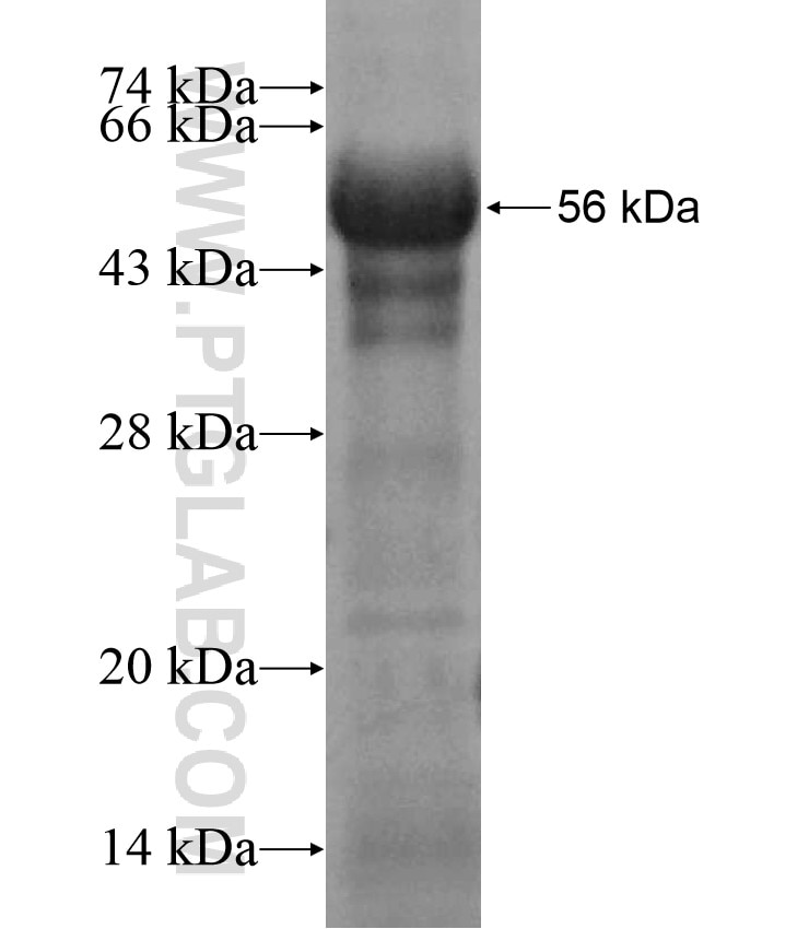ZFP161 fusion protein Ag17082 SDS-PAGE