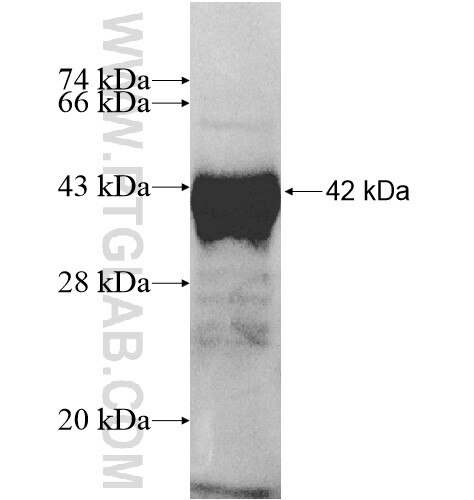 ZFP28 fusion protein Ag11545 SDS-PAGE