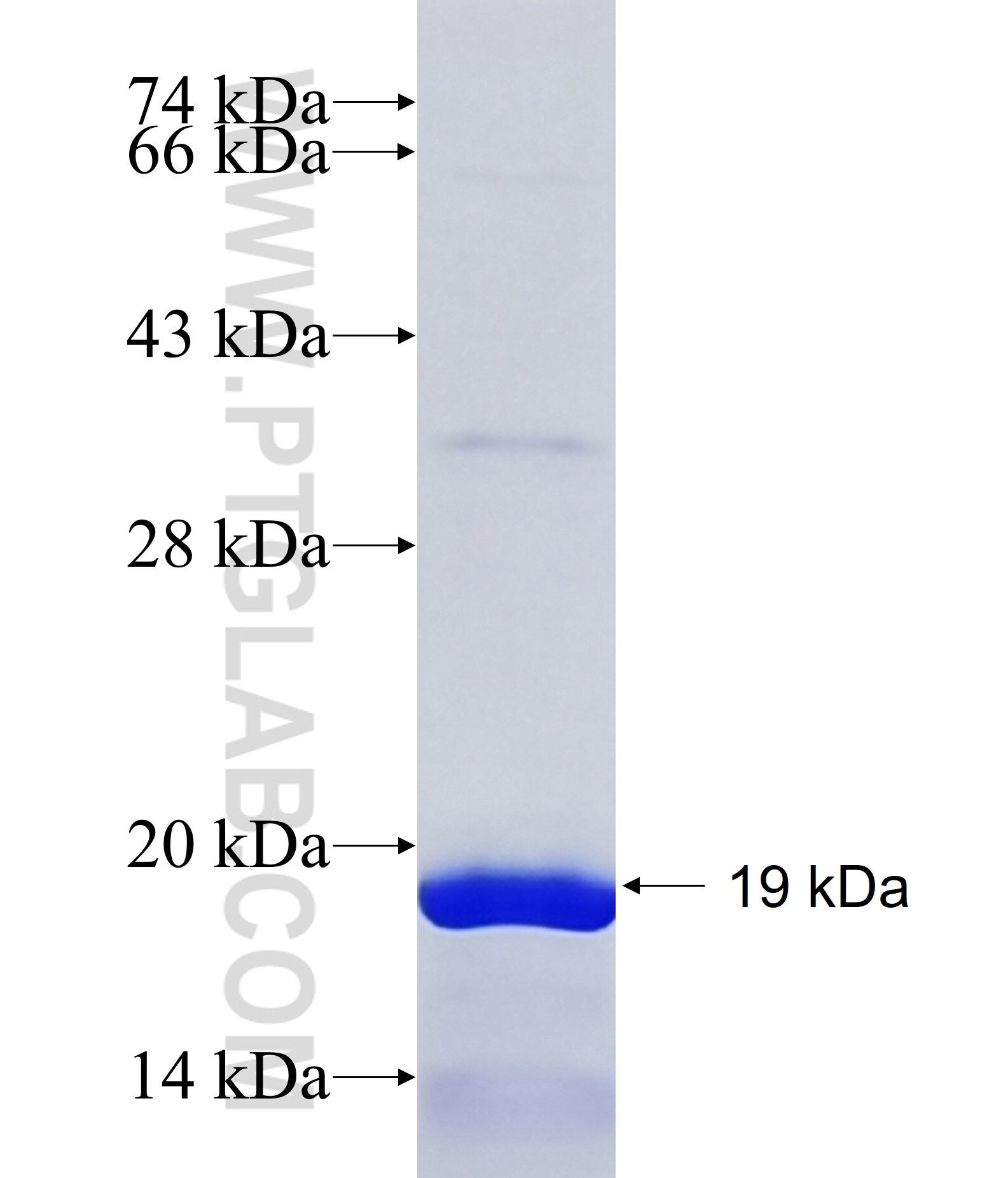 ZFP30 fusion protein Ag25037 SDS-PAGE