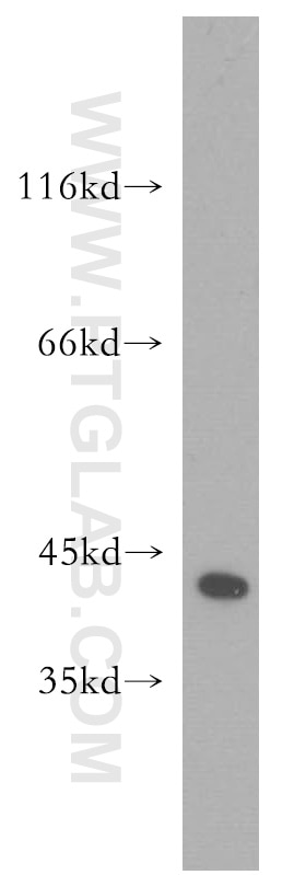 Western Blot (WB) analysis of mouse lung tissue using ZFP36 Polyclonal antibody (12737-1-AP)