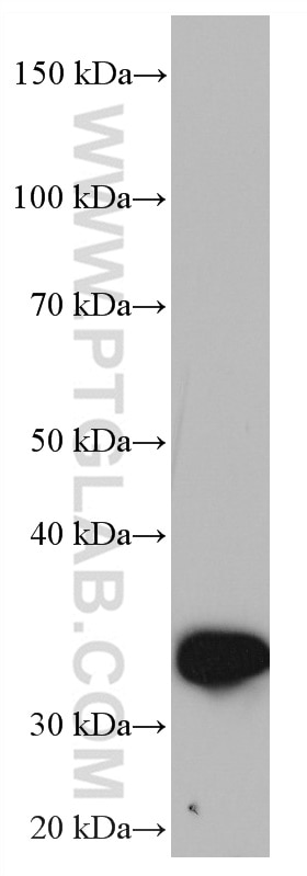 Western Blot (WB) analysis of HepG2 cells using ZFP36 Monoclonal antibody (66938-1-Ig)
