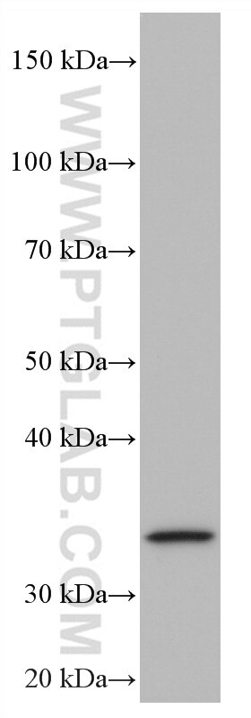 Western Blot (WB) analysis of NCI-H1299 cells using ZFP36 Monoclonal antibody (66938-1-Ig)