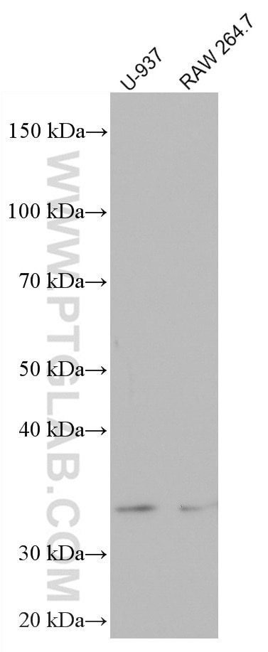 Western Blot (WB) analysis of various lysates using ZFP36 Monoclonal antibody (66938-1-Ig)