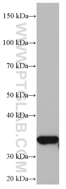 Western Blot (WB) analysis of 3T3-L1 cells using ZFP36 Monoclonal antibody (66938-1-Ig)