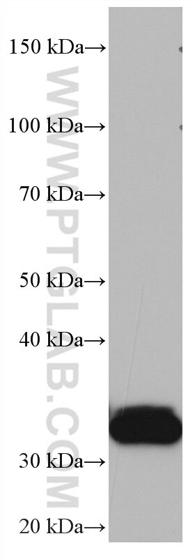 Western Blot (WB) analysis of pig lung tissue using ZFP36 Monoclonal antibody (66938-1-Ig)