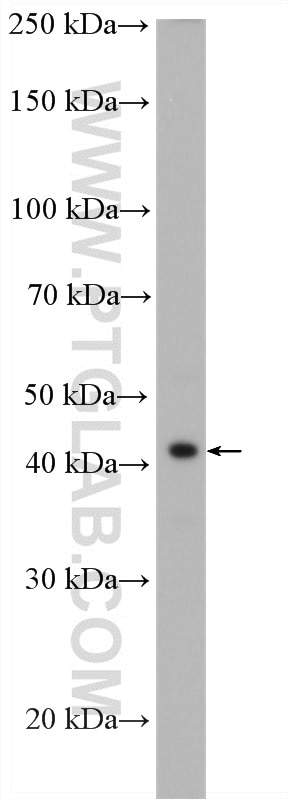 WB analysis of U-937 using 12306-1-AP