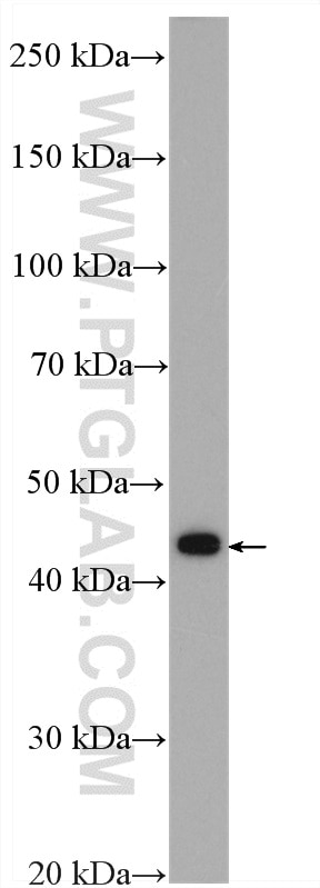 Western Blot (WB) analysis of 3T3-L1 cells using ZFP36L1/2 Polyclonal antibody (12306-1-AP)