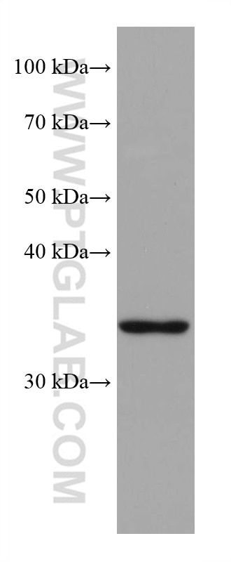 Western Blot (WB) analysis of PC-12 cells using ZFP36L1 Monoclonal antibody (68038-1-Ig)