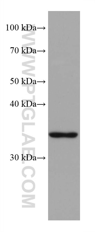 WB analysis of PC-12 using 68038-1-Ig