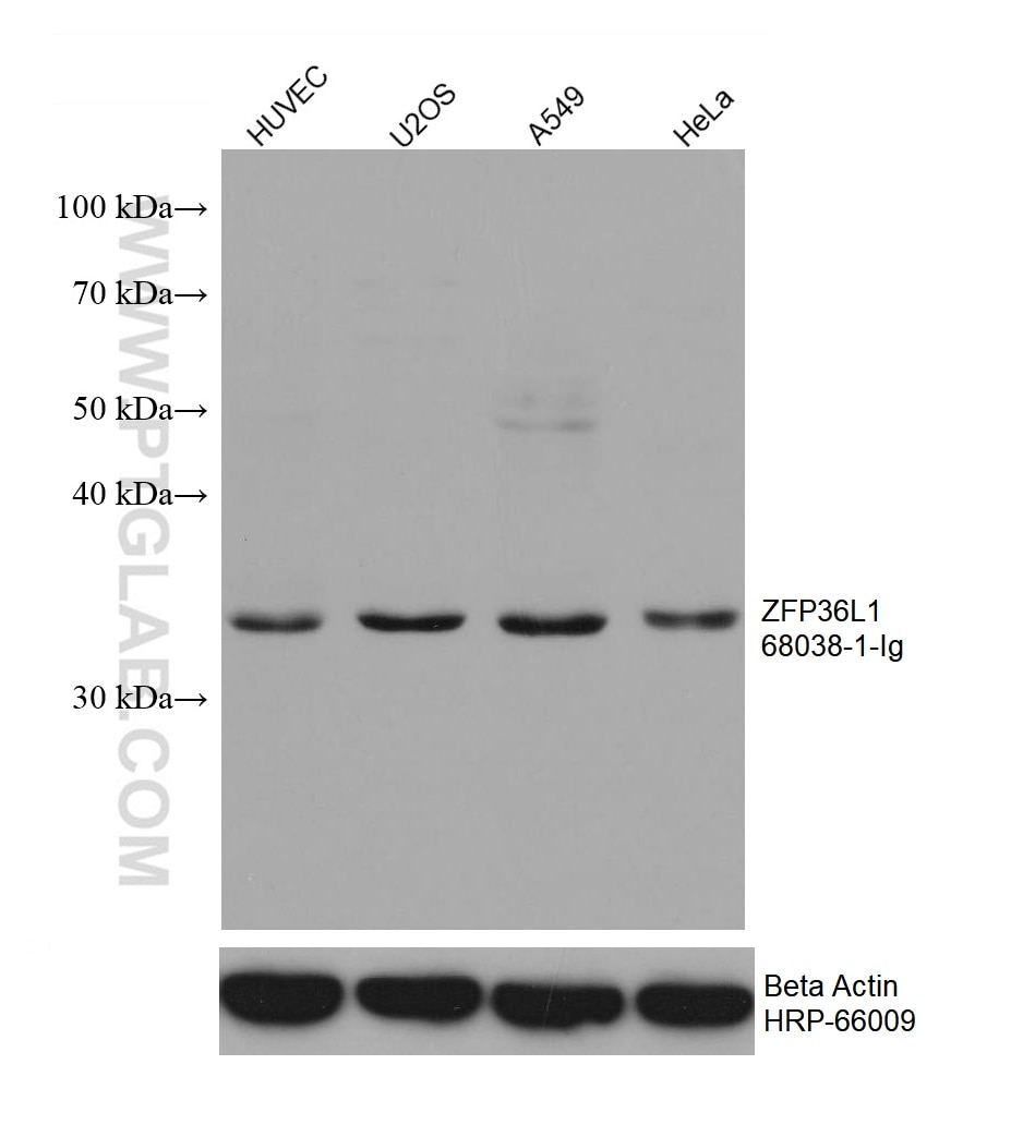 Western Blot (WB) analysis of various lysates using ZFP36L1 Monoclonal antibody (68038-1-Ig)