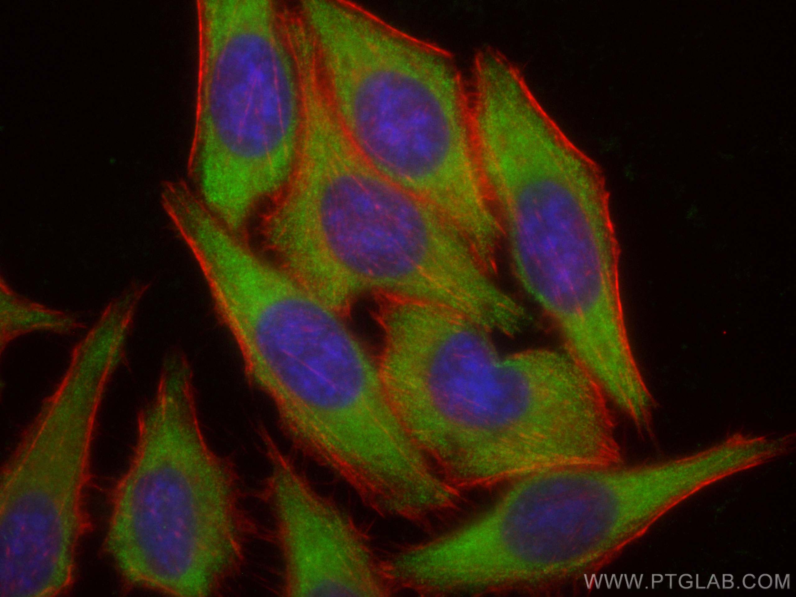 Immunofluorescence (IF) / fluorescent staining of HepG2 cells using CoraLite® Plus 488-conjugated ZFP36L1 Monoclonal a (CL488-68038)