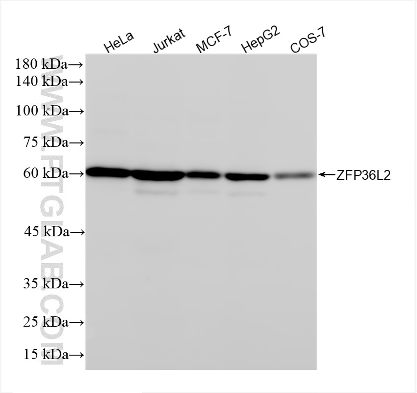 Western Blot (WB) analysis of various lysates using ZFP36L2 Recombinant antibody (85154-4-RR)