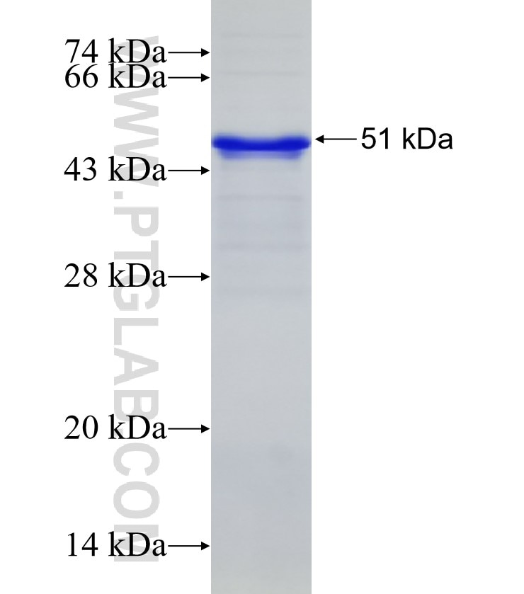 ZFP36L2 fusion protein Ag32428 SDS-PAGE