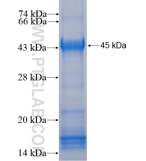 ZFP36L2 fusion protein Ag13518 SDS-PAGE
