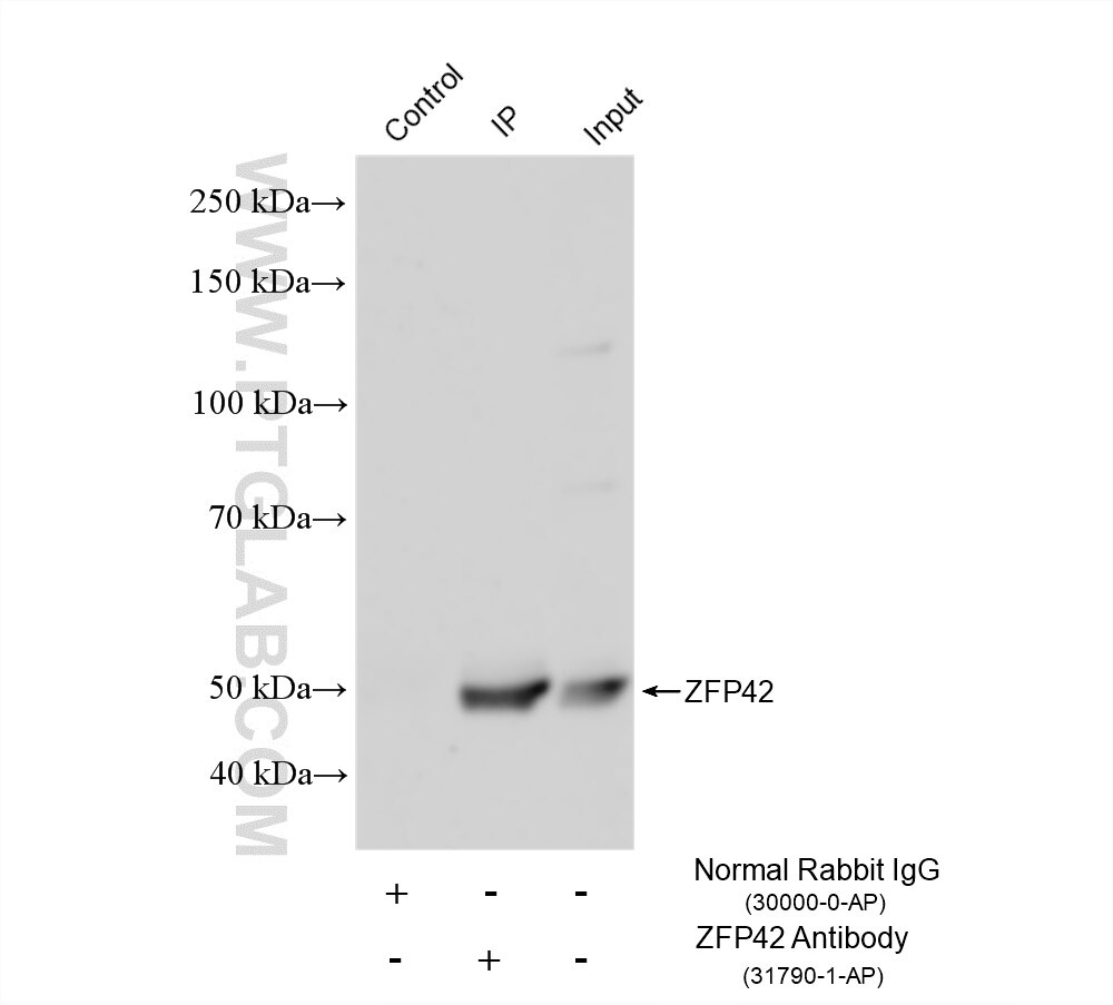 IP experiment of Raji using 31790-1-AP (same clone as 31790-1-PBS) Immunoprecipitation (IP) experiment of Raji cells using ZFP42 Polyclonal antibody (31790-1-AP)