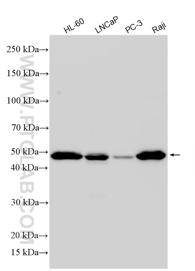 WB analysis using 31790-1-AP (same clone as 31790-1-PBS) Western Blot (WB) analysis of various lysates using ZFP42 Polyclonal antibody (31790-1-AP)