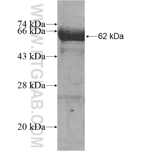 ZFP64 fusion protein Ag10971 SDS-PAGE