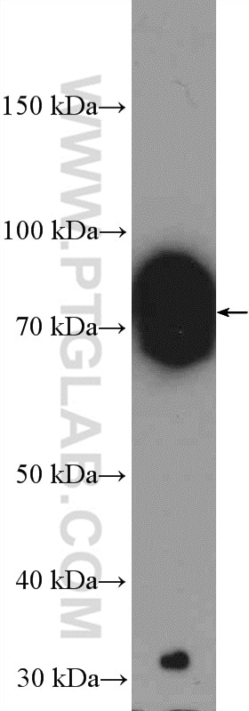 Western Blot (WB) analysis of rat testis tissue using ZFP90 Polyclonal antibody (26120-1-AP)